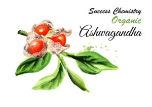 Organic Ashwagandha Supplement to Reduce Stress and Improve Muscle Health by Success Chemistry - 60 Capsules - Image 4